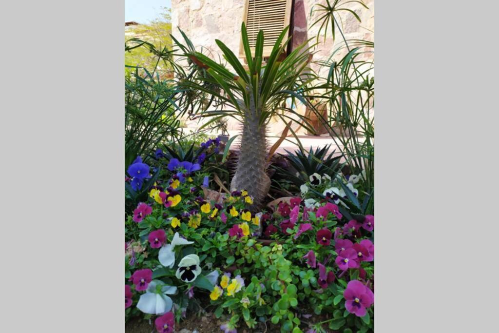 Апартаменты Eilat Stone - Patio אבן אילת - פטיו Экстерьер фото